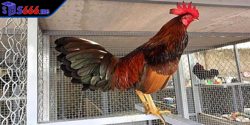 Cách chăm sóc gà đá chuẩn như các chuyên gia được quan tâm