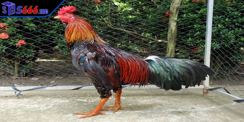 Cách chăm sóc gà đá giữ môi trường thoáng, mát, thông khí