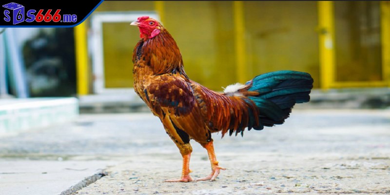 Dưỡng phục hồi sau trận đấu cần chế độ nâng cao gấp đôi