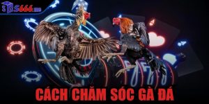 Cách chăm sóc gà đá