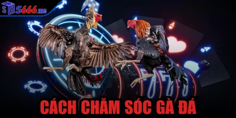 Cách chăm sóc gà đá