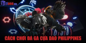 cách chơi đá gà cựa dao Philippines
