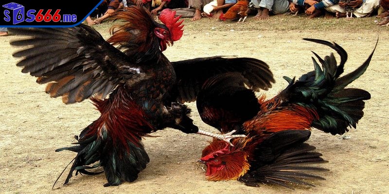 Đá gà Thomo hiện là một trong những hình thức cá cược trực tuyến phổ biến