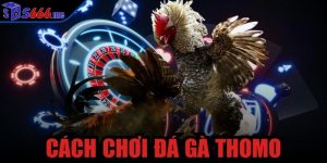 cách chơi đá gà Thomo