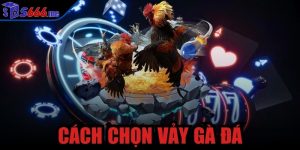 cách chọn vảy gà đá