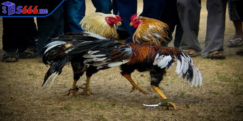Trực tiếp chọi kê chất lượng cao, sống động như thật mọi nơi