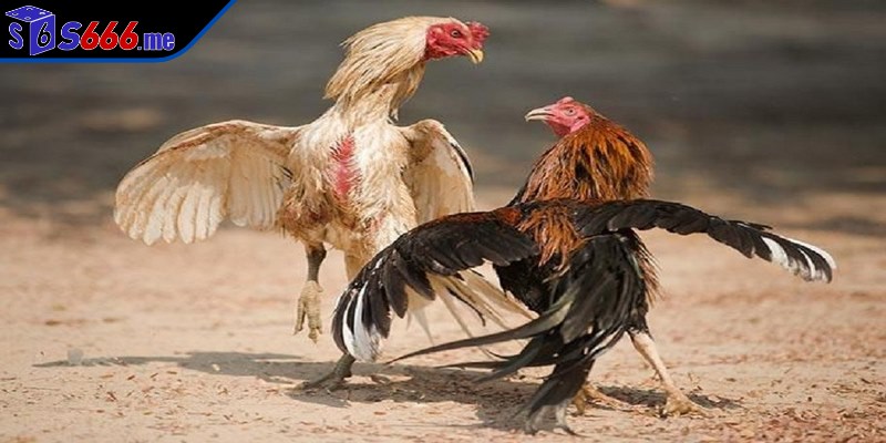 Giao dịch cược vào kê thi đấu nhanh chóng và tiện lợi tuyệt đối