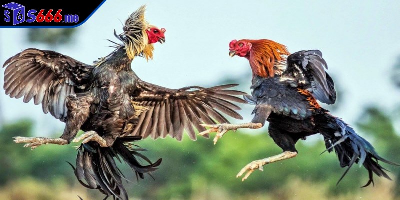 Đá gà online là phiên bản nâng cấp của hình thức cá cược đá gà truyền thống