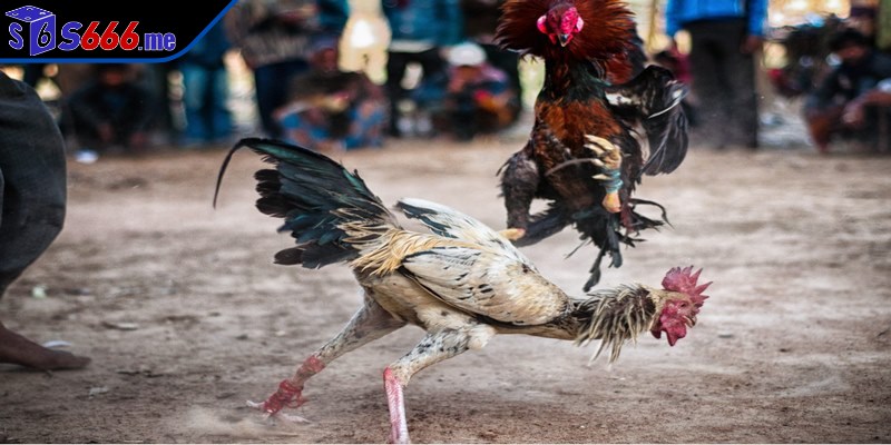 Những hình thức đá gà S666 ăn khách